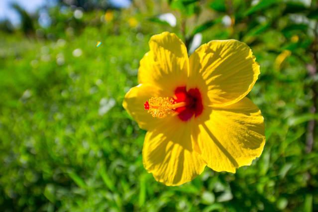 Kirpal Meditation And Ecological Center Pahoa Exterior photo