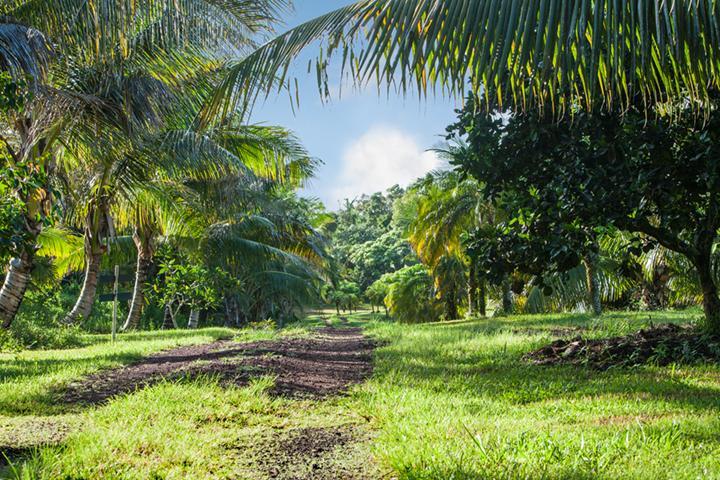 Kirpal Meditation And Ecological Center Pahoa Exterior photo