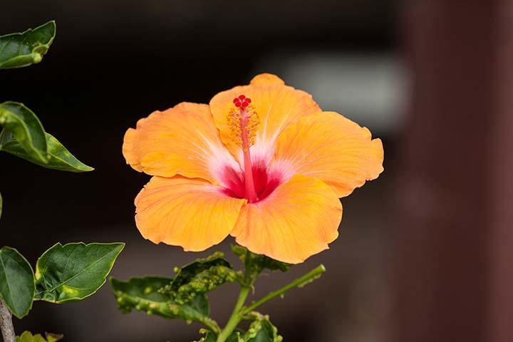 Kirpal Meditation And Ecological Center Pahoa Exterior photo